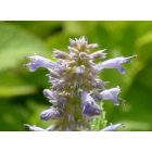 Ánizsizsóp (Agastache foeniculum) vetőmag