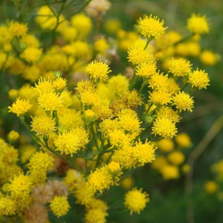 Aranyfürt (Aster linosyris) vetőmag