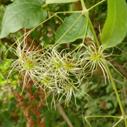 Erdei iszalag (Clematis vitalba) vetőmag