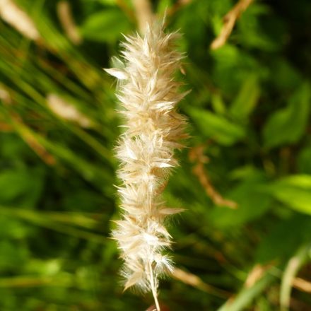 Erdélyi gyöngyperje (Melica transsilvanica) vetőmag