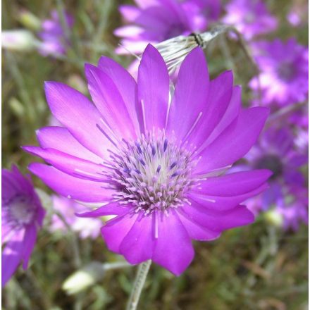 Ékes vasvirág (Xeranthemum annuum) vetőmag