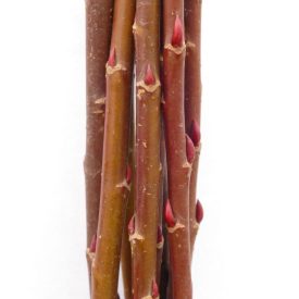   Amerikai kosárfonó fűz (Salix x americana) frissen vágott dugványok