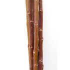 Amerikai kosárfonó fűz (Salix x americana) frissen vágott dugványok
