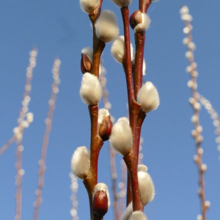 Barkafűz, extra fehér (Salix discolor cv.) szabadgyökeres csemete