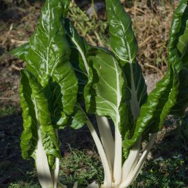   Mángold, világoszöld (Beta vulgaris subsp. cicla) vetőmag