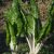 Mángold, világoszöld (Beta vulgaris subsp. cicla) vetőmag