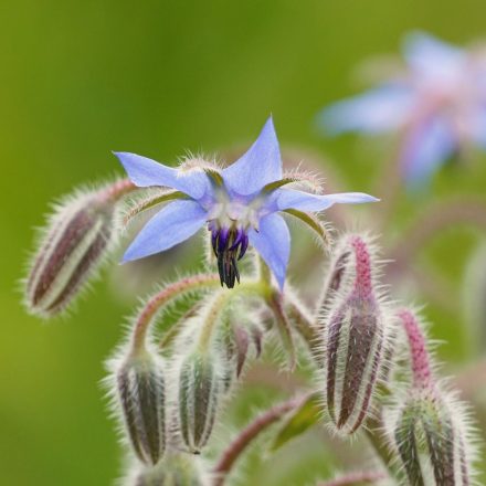 Borágó (Borago officinalis) vetőmag