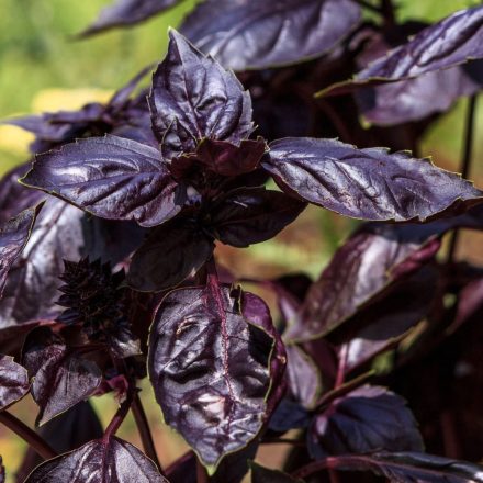 Bazsalikom ’Dark Opal’ (Ocimum basilicum) vetőmag