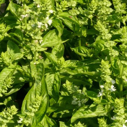 Bazsalikom ’Genovese’ (Ocimum basilicum) vetőmag