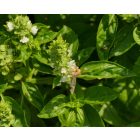 Bazsalikom ’Genovese’ (Ocimum basilicum) vetőmag