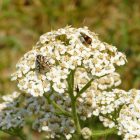 Magyar cickafark (Achillea pannonica) palánta