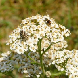 Magyar cickafark (Achillea pannonica) palánta