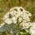 Magyar cickafark (Achillea pannonica) palánta
