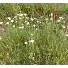 Magyar cickafark (Achillea pannonica) palánta