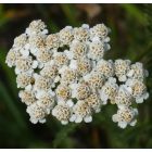 Magyar cickafark (Achillea pannonica) palánta