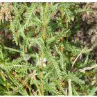 Magyar cickafark (Achillea pannonica) palánta
