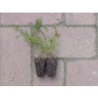 Magyar cickafark (Achillea pannonica) palánta