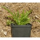 Magyar cickafark (Achillea pannonica) palánta