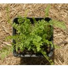 Magyar cickafark (Achillea pannonica) palánta