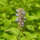 Ánizsizsóp (Agastache foeniculum) palánta