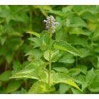 Ánizsizsóp (Agastache foeniculum) palánta