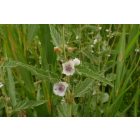 Orvosi ziliz (Althaea officinalis) palánta