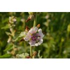 Orvosi ziliz (Althaea officinalis) palánta