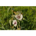 Orvosi ziliz (Althaea officinalis) palánta