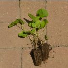 Orvosi ziliz (Althaea officinalis) palánta