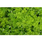 Egynyári üröm (Artemisia annua) palánta