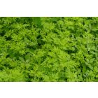 Egynyári üröm (Artemisia annua) palánta