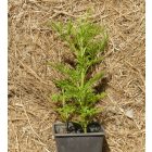 Egynyári üröm (Artemisia annua) palánta