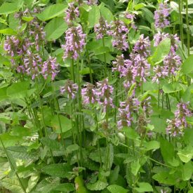 Orvosi bakfű (Betonica officinalis) palánta
