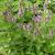 Orvosi bakfű (Betonica officinalis) palánta