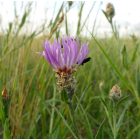 Magyar imola (Centaurea jacea subsp. angustifolia) palánta