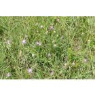 Magyar imola (Centaurea jacea subsp. angustifolia) palánta