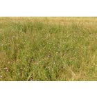 Magyar imola (Centaurea jacea subsp. angustifolia) palánta