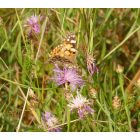 Magyar imola (Centaurea jacea subsp. angustifolia) palánta