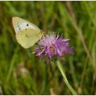 Magyar imola (Centaurea jacea subsp. angustifolia) palánta