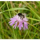 Magyar imola (Centaurea jacea subsp. angustifolia) palánta