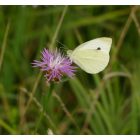 Magyar imola (Centaurea jacea subsp. angustifolia) palánta