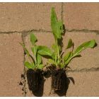 Magyar imola (Centaurea jacea subsp. angustifolia) palánta