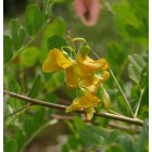 Pukkanó dudafürt (Colutea arborescens) földlabdás csemete