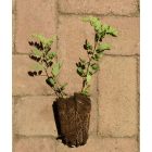 Pukkanó dudafürt (Colutea arborescens) földlabdás csemete