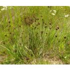 Magyar szegfű (Dianthus pontederae) palánta