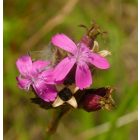 Magyar szegfű (Dianthus pontederae) palánta