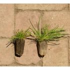 Magyar szegfű (Dianthus pontederae) palánta