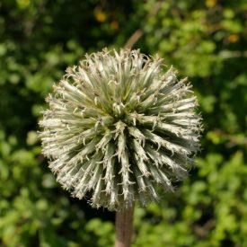 Fehér szamárkenyér (Echinops sphaerocephalus) palánta