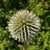 Fehér szamárkenyér (Echinops sphaerocephalus) palánta