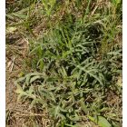 Mezei varfű (Knautia arvensis) palánta